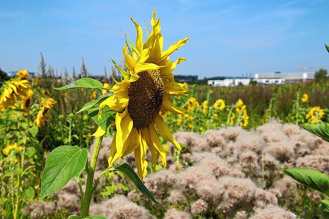 Das Sonnenblumenfeld ist etwa zehn Hektar groß.