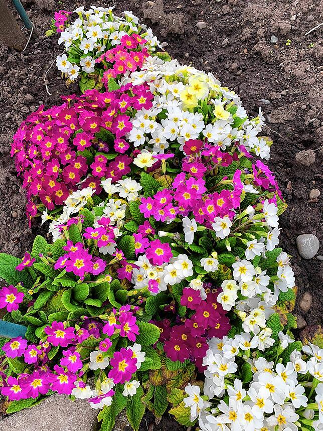 Bild 6: Summende Bienen und blühende Blumen: So schön ist der Frühling am Hochrhein