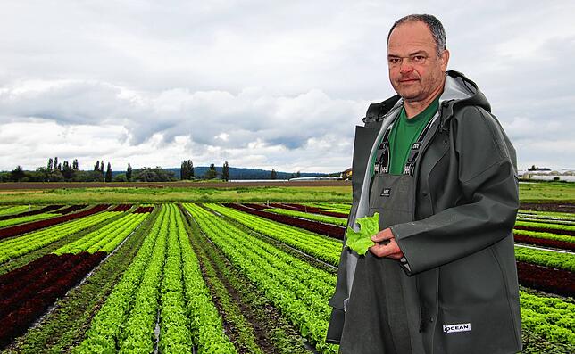 Rostgänse richten auf der Reichenau große Schäden an. Gärtner Joachim Wehrle rechnet auch in diesem Jahr mit Verlusten durch die Gänse, ...