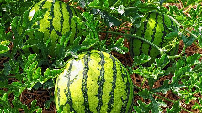 Hier wachsen sie, die Melonen aus Stadenhausen. Sie werden 1,5 und 3 Kilogramm schwer.