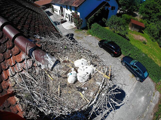 Im Nest ist genügend Platz für den kleinen Findling.