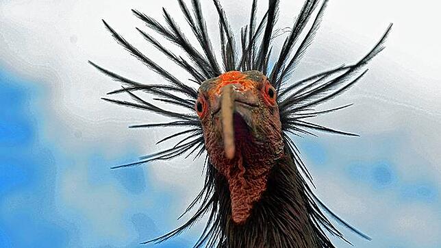Eine Waldrapp blickt in die Kamera. Seit 2017 leben die Tiere auch am Bodensee.