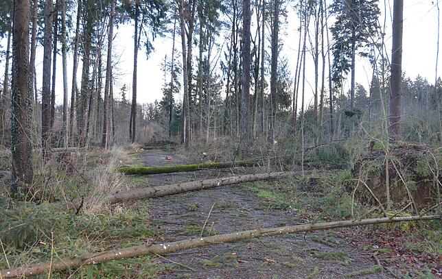 Teile des Gehau-Waldes mussten gesperrt werden, da vom Wind umgeworfene Bäume den Weg blockieren – und die Forstunternehmen ...