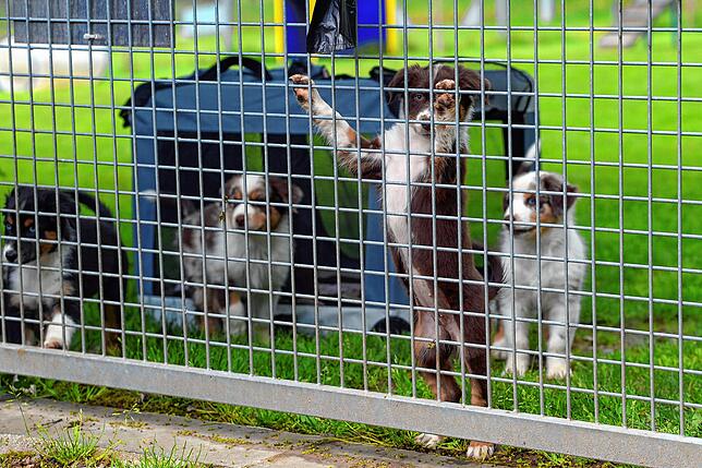 Auch Bellas Welpen – hier vier der sieben – können sie schon etwas lernen: nämlich, dass Menschen, Wasser und andere Hunde ...