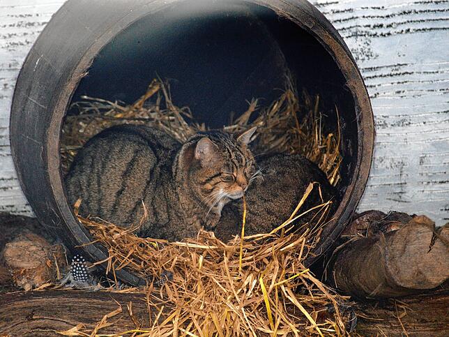 Die Europäische Wildkatze – hier in einem Tierpark – galt seit 1912 in Baden als ausgestorben.