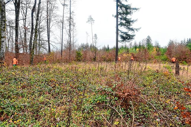 Im Waldpanorama fallen die Treiber eher durch ihre Rufe und ihre Bewegung auf, als durch ihre orangefarbene Warnkleidung.