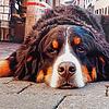 So kannten viele Konstanzer den Berner Sennenhund Moritz: Er machte es sich am liebsten auf der Straße vor dem Laden von Carola Paul in ...