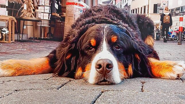 So kannten viele Konstanzer den Berner Sennenhund Moritz: Er machte es sich am liebsten auf der Straße vor dem Laden von Carola Paul in ...