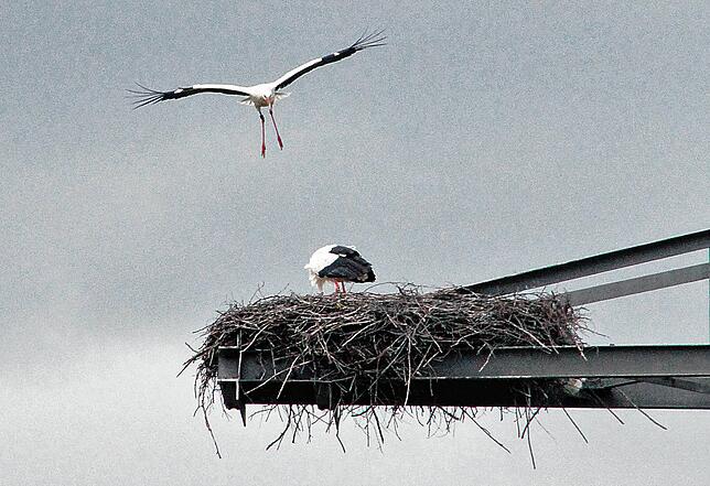 Storch im Landeanflug
