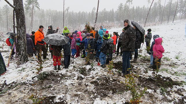300 Bäume setzen die Grundschüler aus Kirchen-Hausen im Geisinger Stadtwald. Das Schneegestöber hält die Schüler nicht auf. Im ...