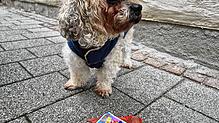 Tiere leiden oft unter Silvesterfeuerwerk (Symbolbild).