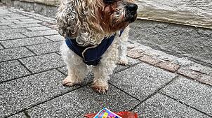 Tiere leiden oft unter Silvesterfeuerwerk (Symbolbild).