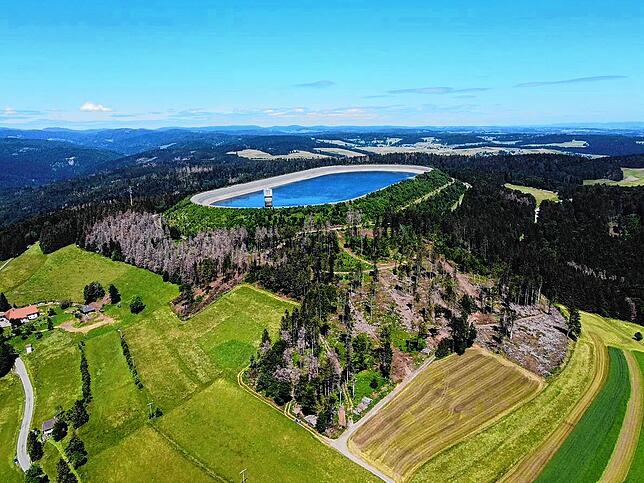 Am Hang des Hornbergbeckens ist der Käferschaden deutlich zu sehen.