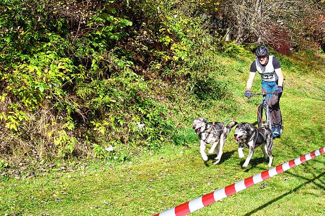 Bild 5: Bilder vom Schlittenhundewagenrennen in Todtmoos
