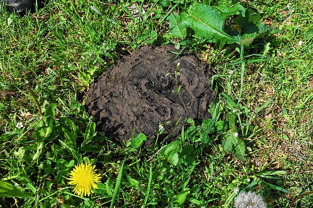 Beginn einer intensiven Nahrungskette: Jedes Rind hinterlässt mindestens eine Tonne Dung im Jahr und bietet damit Nährboden für Insekten.