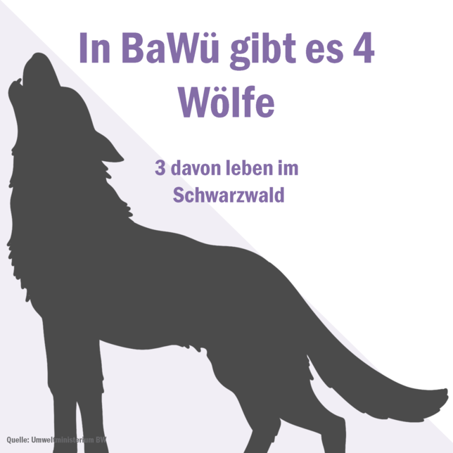 Bild 1: So viele Wölfe gibt es in Baden-Württemberg