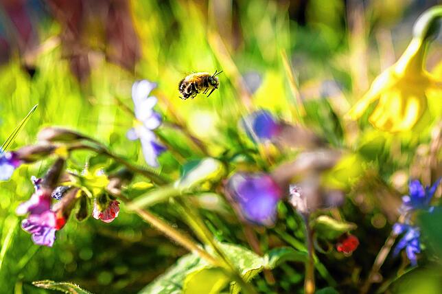 So soll es bald aussehen: Eine Wildbiene fliegt im nachmittäglichen Sonnenschein bei der Futtersuche durch eine kleines Blumenbeet.