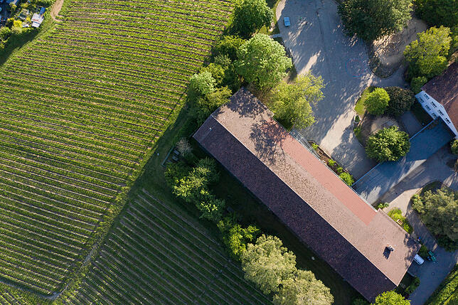 Über den Dächern der Grundschule Sonnenhalde: Direkt darunter befinden sich die Weinberge der Spitalkellerei Konstanz.