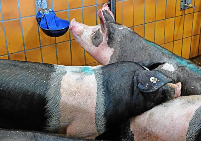 Diese Schweine harren am Vorabend ihrem Schicksal.