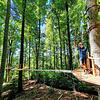 An bis zu 40 Meter hohen Buchen wird der Treewalk befestigt. Es schwankt, wenn man darüber läuft. Das Bild zeigt die Anlage während der ...