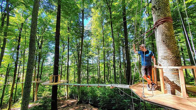 An bis zu 40 Meter hohen Buchen wird der Treewalk befestigt. Es schwankt, wenn man darüber läuft. Das Bild zeigt die Anlage während der ...