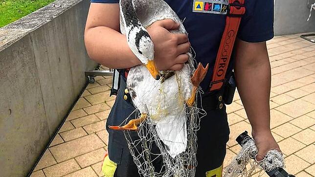 Mit der Netzpistole wurde Steffen auf dem Gelände der Bodensee-Therme eingefangen, nachdem die Umsiedlung wegen hygienischer Bedenken ...