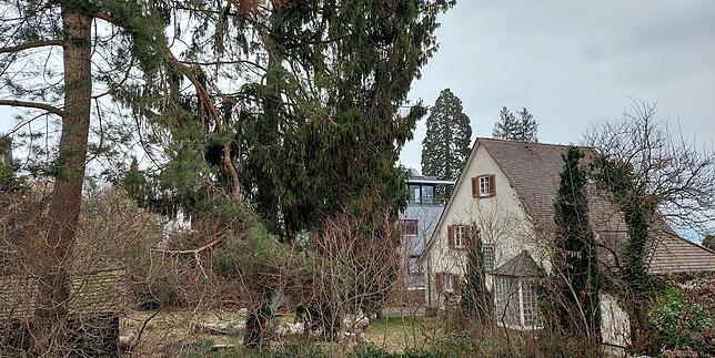 Diese beiden großen Bäume, eine Kiefer und eine Fichte, stehen noch auf dem Grundstück am Renkenweg 3. Sie sollen auch gefällt werden, ...