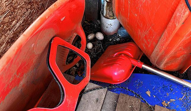 Überraschung: Eines der Hühner hat den Freigang im Garten genutzt, um ihre Eier im Schuppen zwischen Snowboard, Schneeschaufel und ...