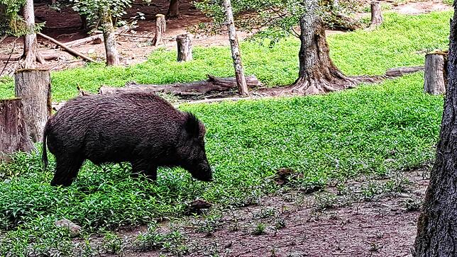 Das ganze Jahr einen Besuch wert. In der Nähe des Bergsees befindet sich das Wildgehege, dass nicht nur Sonntags zahlreiche Familien ...