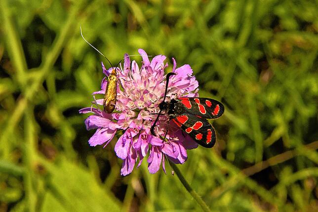 Das Esparsetten-Widderchen (Zygaena carniolica) lebt in Weißwald und am Ochsenberg und steht auf der Roten Liste Baden-Württemberg: Der ...