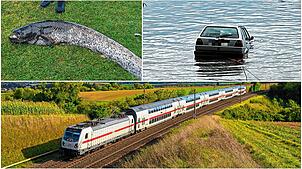 Ein großer Fisch wird aus dem Bodensee gezogen, eine Rentnerin steuert ihr Auto in selbigen hinein und für die Gäubahn gibt es neue ...
