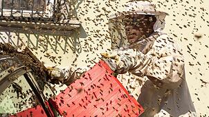 Bienenschwärme können für Panik sorgen - so ist dies nun in einem Restaurant am Gardasee geschehen.