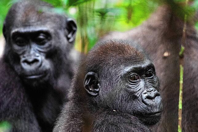 Skeptischer Blick eines jungen Flachlandgorillas. Im Hintergrund ist sein Zwillingsgeschwister zu sehen. Im Danza-Nationalpark wurde ...