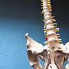 Eigentlich sollte es in der Neurochirurgie unter anderem darum gehen: die menschliche Wirbelsäule. Zwei Singener Neurochirurgen waren ...