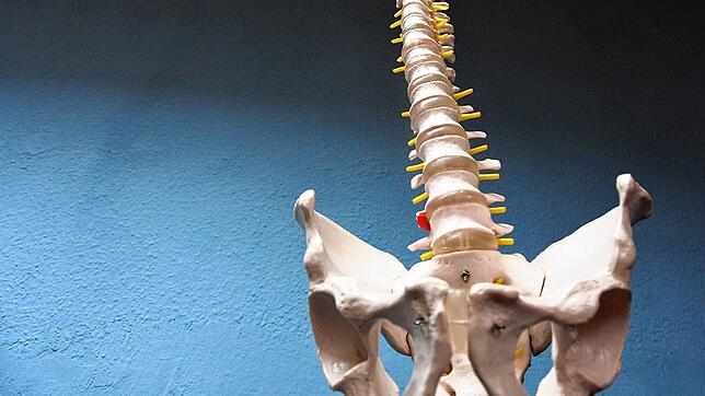 Eigentlich sollte es in der Neurochirurgie unter anderem darum gehen: die menschliche Wirbelsäule. Zwei Singener Neurochirurgen waren ...