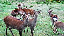 Das Wildgehege wird auch in Zukunft ein Treffpunkt für Jung und Alt bleiben. Zu bestaunen gibt es dort unter anderem Sikawild. Bild: ...