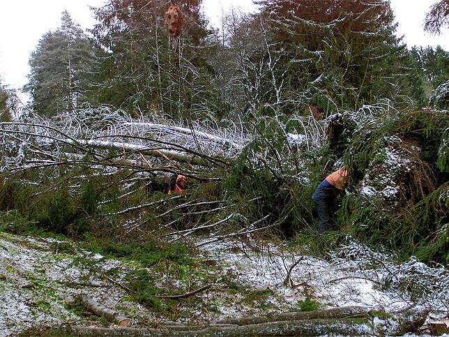 Waldbegehung am Tag danach: Die Mitarbeiter des Forstamtes sind nach dem Orkan sechs Tage damit beschäftigt, die Schäden aufzuarbeiten.