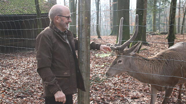Der handzahme Rothirsch &bdquo;Hirschle&ldquo; lässt sich gerne von Werner Jockers kraulen oder mit Mais verwöhnen. (Archivbild)
