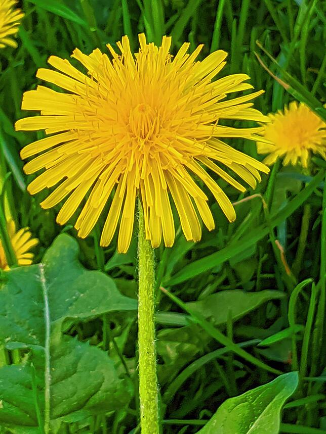 Löwenzahnblüten sitzten auf einem leicht behaarten, klebrigen Hohlstängel.