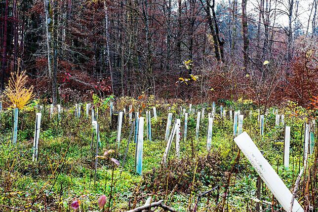 Junge Bäume, dicht gepflanzt, werden mit Plastikhüllen vor Verbiss durch Wild geschützt.