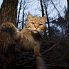 Eine Wildkatze im badischen Wald.