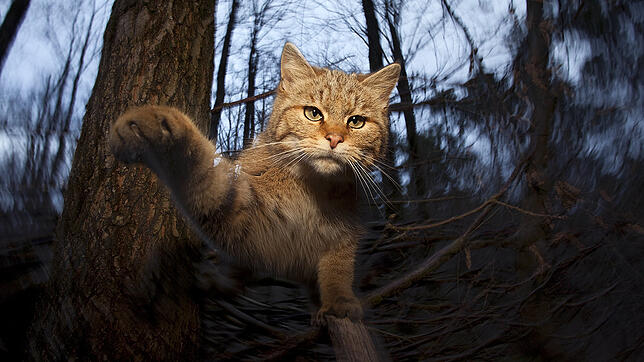 Eine Wildkatze im badischen Wald.