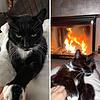 Kater Zorro ist auch froh, wieder am warmen Ofen liegen zu können. Allerdings ist er kurz nach seiner Rettung wieder auf Tour gegangen, ...