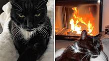Kater Zorro ist auch froh, wieder am warmen Ofen liegen zu können. Allerdings ist er kurz nach seiner Rettung wieder auf Tour gegangen, ...