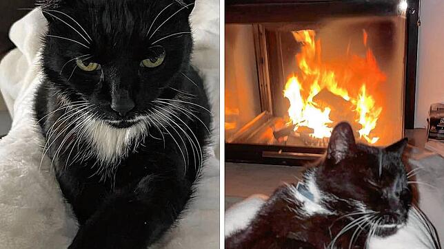 Kater Zorro ist auch froh, wieder am warmen Ofen liegen zu können. Allerdings ist er kurz nach seiner Rettung wieder auf Tour gegangen, ...