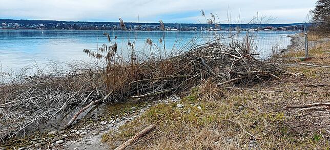 Der Schmugglerbucht-Biber hatte in diesem Jahr das Paradebeispiel einer Stockburg gebaut.
