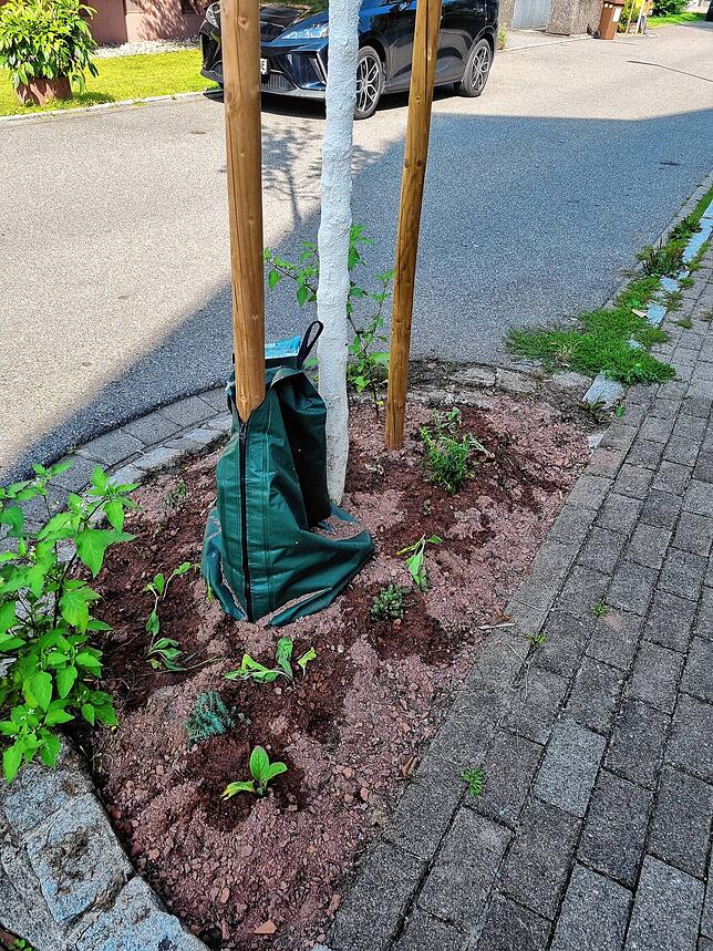 Bewässerungssack für einen Baum in der Wehrer Mozartstraße am 6. August 2025.
