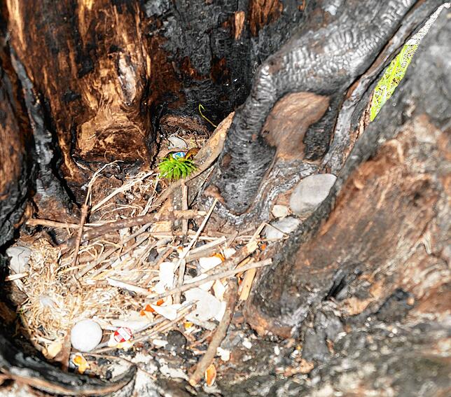 Sogar in einem lebenden Baum haben Menschen am Seeufer Feuer gemacht und ihren Müll hinterlassen.