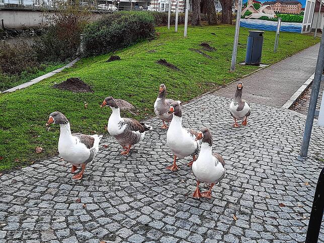 Lange Zeit ein gewohntes Bild: Die Gänseschar hält sich gerne an der Brigach neben der Schützenbrücke auf. Unser Bild entstand im ...
