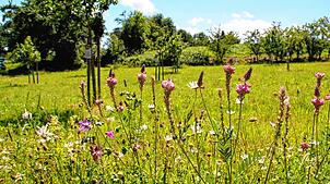 Ein Blühstreifen an einer neu angelegten Streuobstwiese. In Orsingen-Nenzingen sollen bei der Verpachtung kommunaler Flächen auch ...